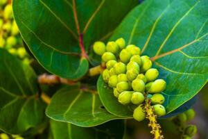 Sea grape plant tree with leaves grapes and seeds Mexico. photo