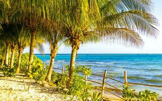 caribe playa tropical naturaleza palma arboles playa del carmen México. foto