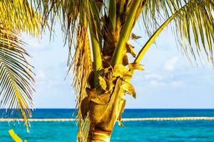 Caribbean beach tropical nature palm trees Playa del Carmen Mexico. photo