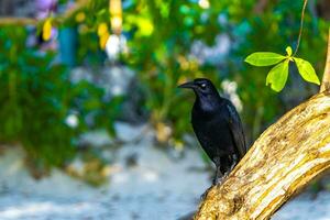 Great-tailed Grackle bird sits on plant tree nature Mexico. photo