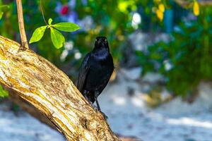 Great-tailed Grackle bird sits on plant tree nature Mexico. photo