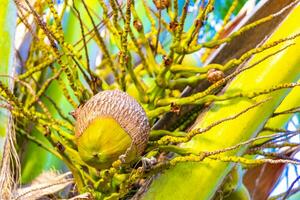 Tropical natural palm tree coconuts blue sky in Mexico. photo