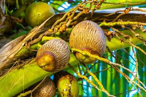 Tropical natural palm tree coconuts blue sky in Mexico. photo