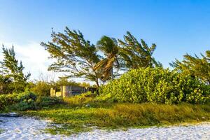 Palm beach and ruins in Playa del Carmen Mexico. photo