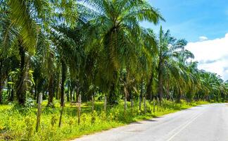 Path road that leads through the tropical jungle rainforest Thailand. photo