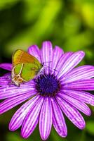 Beautiful green yellow butterfly moth on purple flower in Mexico. photo