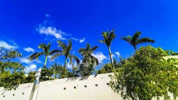 Tropical natural palm tree palms blue sky in Mexico. photo