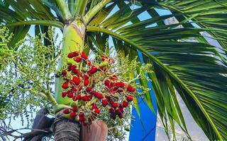 Tropical natural palm tree palm dates blue sky Mexico. photo