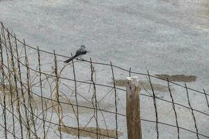 Gray Kingbird white flycatcher tropical bird birds caribbean nature Mexico. photo