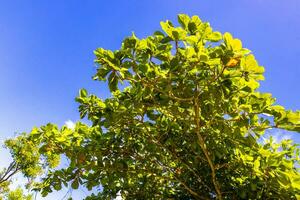Canopy of Caribbean tropical trees with blue sky clouds Mexico. photo