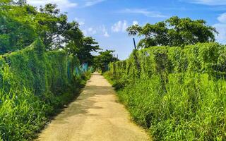 Tropical nature plants palms trees on sidewalk Playa del Carmen. photo