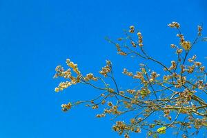 Canopy of Caribbean tropical trees with blue sky clouds Mexico. photo