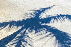 Tropical natural palm tree palms shadow in Mexico. photo