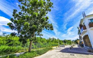 Tropical nature plants palms trees on sidewalk Playa del Carmen. photo