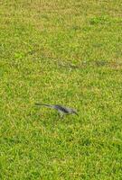 Gray Kingbird white flycatcher tropical bird birds caribbean nature Mexico. photo