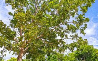 Canopy of Caribbean tropical trees with blue sky clouds Mexico. photo