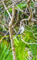 Gray Kingbird white flycatcher tropical bird birds caribbean nature Mexico. photo