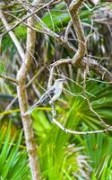 Gray Kingbird white flycatcher tropical bird birds caribbean nature Mexico. photo