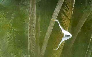 Great white heron walking around in tropical swamp river Mexico. photo