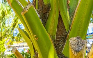 Tropical natural palm tree coconuts blue sky in Mexico. photo