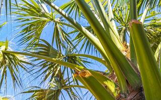 palmeras naturales tropicales cocos cielo azul en méxico. foto