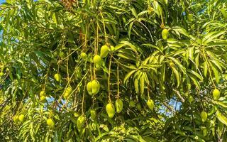 verde y amarillo mangos madurar y colgar en mango árbol. foto