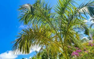 Tropical natural palm tree coconuts blue sky in Mexico. photo