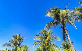 Tropical natural palm tree coconuts blue sky in Mexico. photo