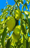 verde y amarillo mangos madurar y colgar en mango árbol. foto