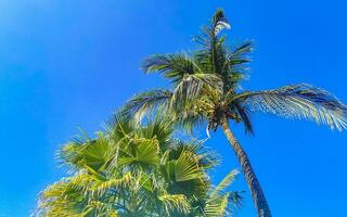 Tropical natural palm tree coconuts blue sky in Mexico. photo