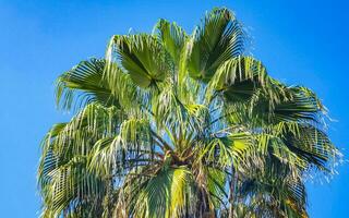 Tropical natural palm tree coconuts blue sky in Mexico. photo