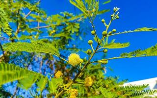 Canopy of Caribbean tropical trees with blue sky clouds Mexico. photo