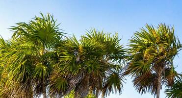 Tropical natural palm tree palms blue sky in Mexico. photo