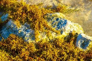 piedras rocas corales con pastos marinos en el agua en la playa de méxico. foto