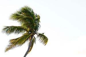 Tropical natural palm tree palms blue sky in Mexico. photo