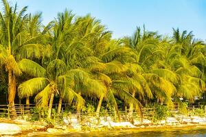 Tropical natural palm tree palms blue sky in Mexico. photo