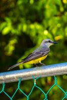 Beautiful Caribbean tropical yellow bird Social Flycatcher in Mexico. photo