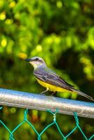 Beautiful Caribbean tropical yellow bird Social Flycatcher in Mexico. photo