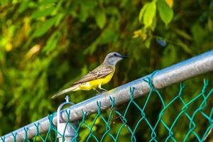 Beautiful Caribbean tropical yellow bird Social Flycatcher in Mexico. photo