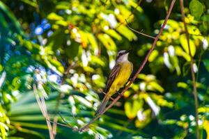 Beautiful Caribbean tropical yellow bird Social Flycatcher in Mexico. photo