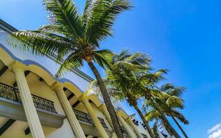 Tropical natural palm tree palms blue sky in Mexico. photo