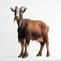 portrait Toggenburg goat isolated on white made with Generative AI photo