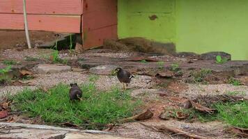 oiseau asiatique myna bergers mynah étourneau en quête de nourriture en thaïlande. video