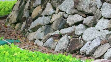 pássaro asiático myna pastores mynah starling forrageando alimentos na tailândia. video