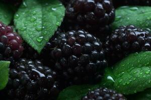 Fresh Blackberry Fruits. Ai generative photo
