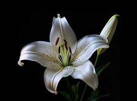 Lily flower on the dark background. Condolence card. Empty place for a text. Created with Generative AI technology. photo