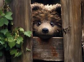 Brown cute teddy bear sneaked behind the old wooden door isolated on white background. Copy space for text and content. Created with technology. photo