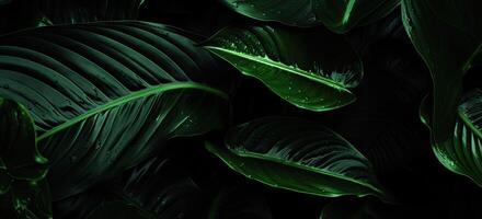 Closeup green leaves background, Overlay fresh leaf pattern, Natural foliage textured and background. Created with Generative AI technology. photo