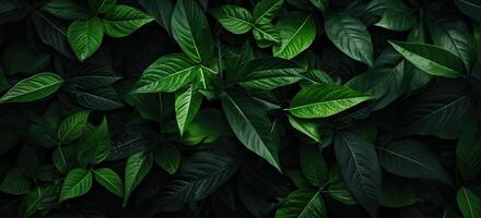 Closeup green leaves background, Overlay fresh leaf pattern, Natural foliage textured and background. Created with Generative AI technology. photo