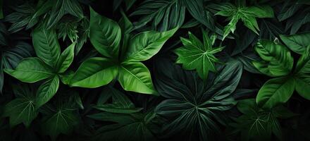 Closeup green leaves background, Overlay fresh leaf pattern, Natural foliage textured and background. Created with Generative AI technology. photo